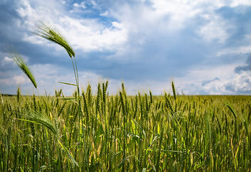 Experts Caution Potential Decline in Russia’s Wheat Harvest in 2026