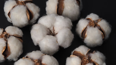 15 December 2025 at 4:39:06 pm