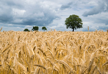 USDA November WASDE Report Signals Bearish Outlook for Global Wheat Markets