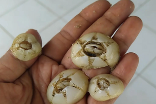 Climate is very influential on sea turtle nesting