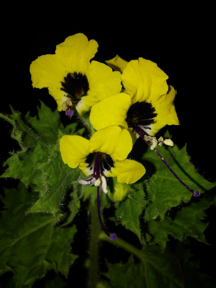 Alchemical Herbs and the Great Work