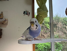 image2(1).jpeg