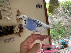 image1(3).jpeg