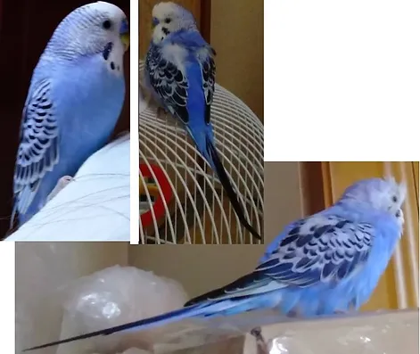 迷子 保護情報 Piccoli Animali