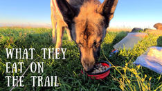What My Dogs Eat On The Trail