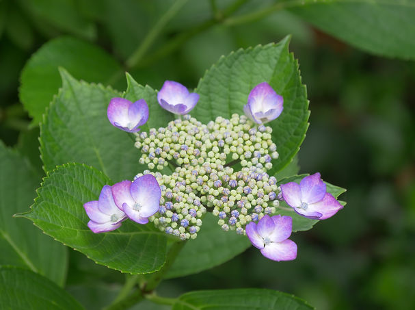 P1055176.JPG