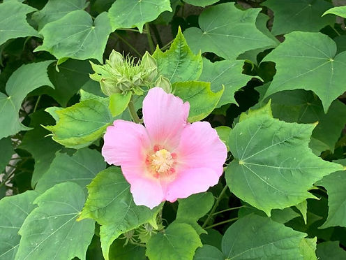 ⑦酔芙蓉2021.9HP用.JPG