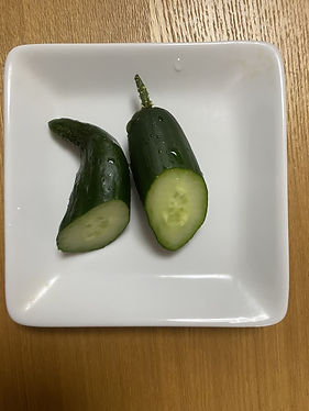 ⑥キュウリ試食.jpg