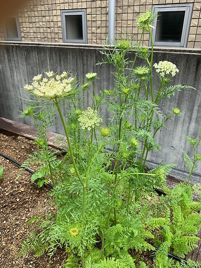 にんじんの花.jpeg