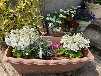 写真⑧春の寄せ植え2021.4HP用.JPG