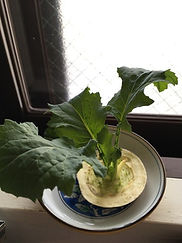 カブ更に成長中③.jpg