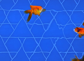 Teacher's Voice: Ember's Aquarium Illustrations