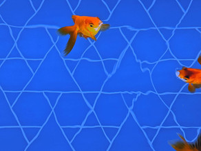 Teacher's Voice: Ember's Aquarium Illustrations