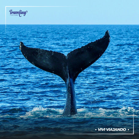 PUERTO MADRYN