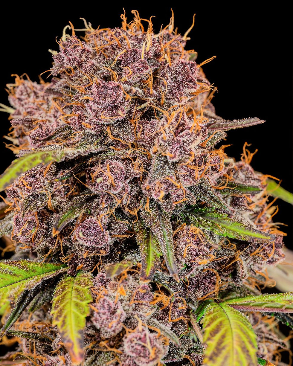 Thumbnail: Lemon Cherry Cookies Auto Feminised By Fast Buds