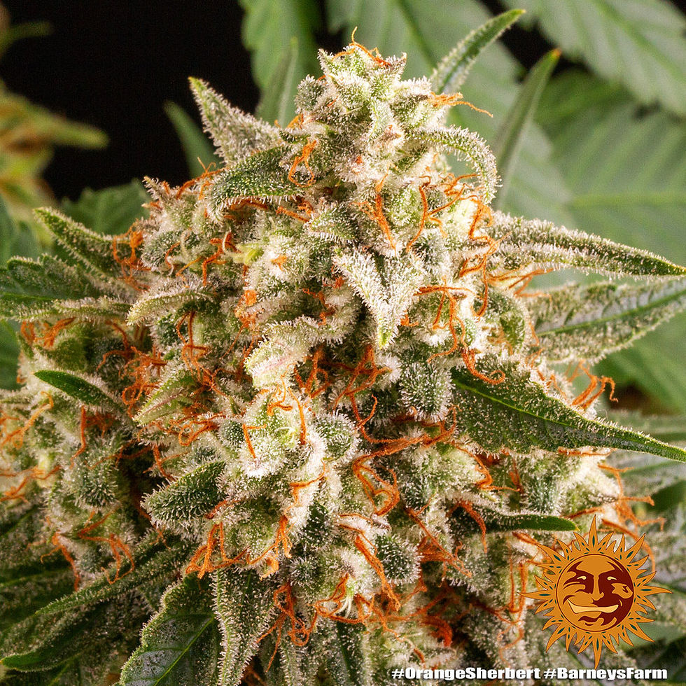 Thumbnail: Orange Sherbet Feminised by Barney's Farm