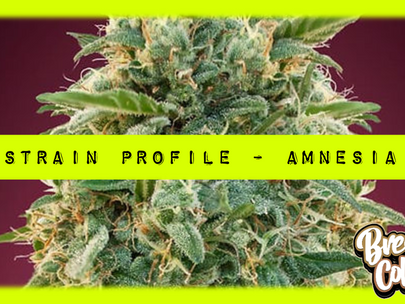 Strain Profile: Amnesia Genetics, THC, Terpenes, Effects, Yield & More