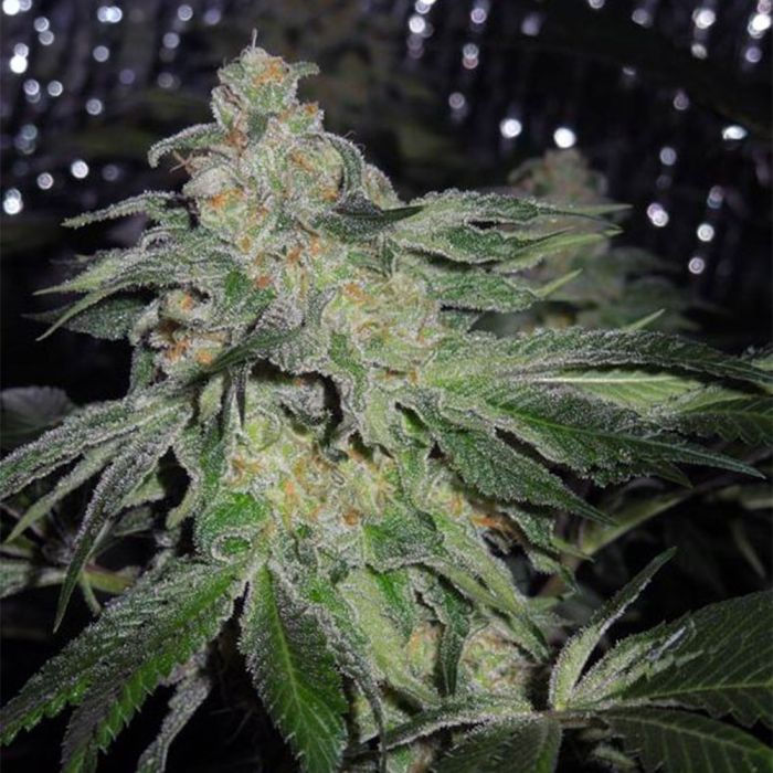 Thumbnail: Brotherhood OG Regular by Karma Genetics