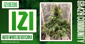 Auto White Devotchka By IZI Seeds