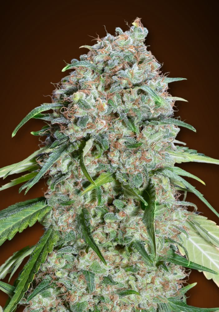Chocolate Skunk CBD Feminised - 00 Seeds