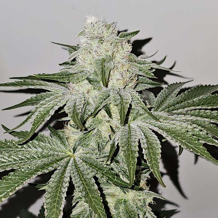 Thumbnail: Pinky Zowahh Feminised by Karma Genetics