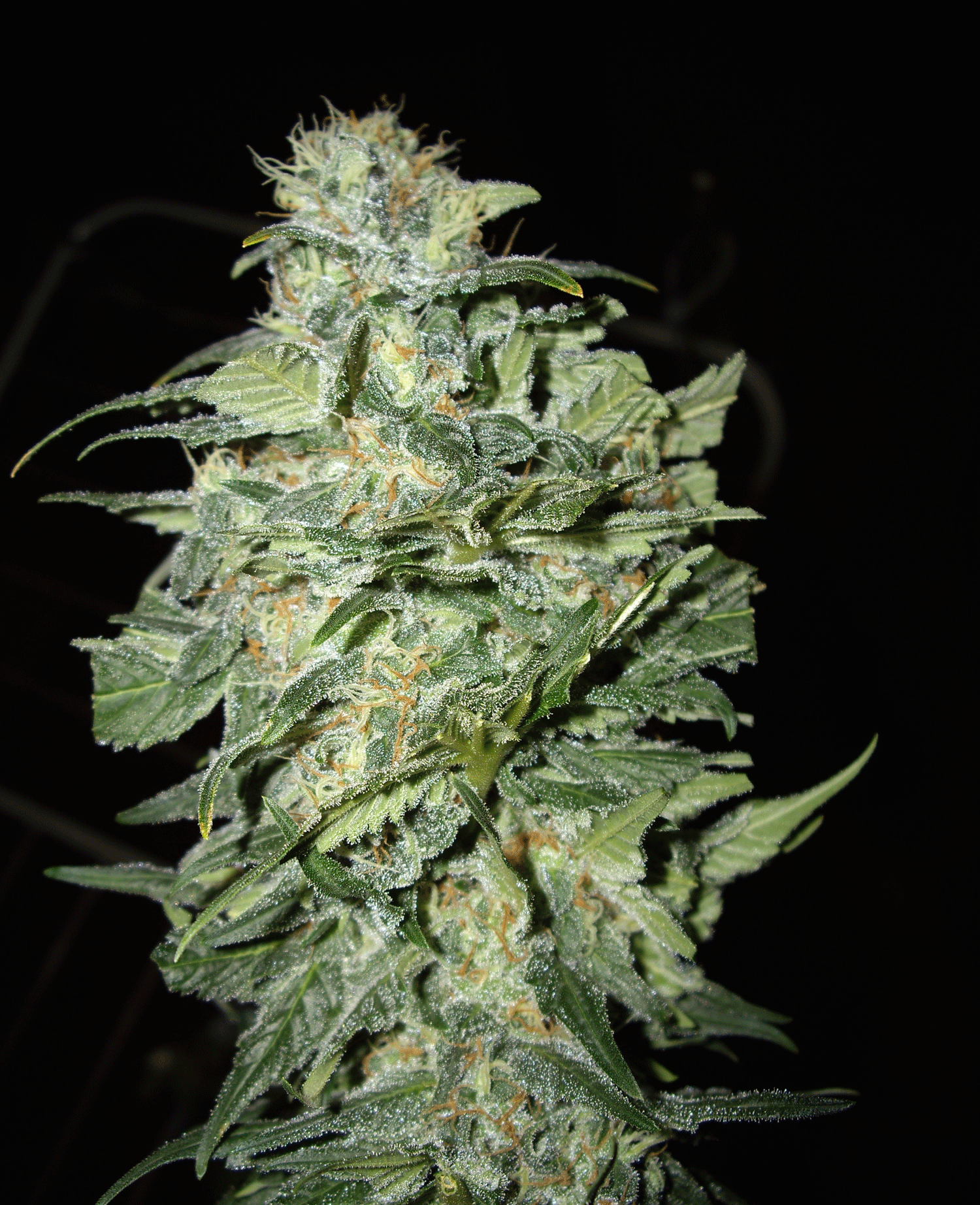 Crop Circle Auto Feminised By Cream Of The Crop