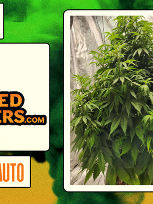 Forbidden Mochi Autoflower by Seedstockers