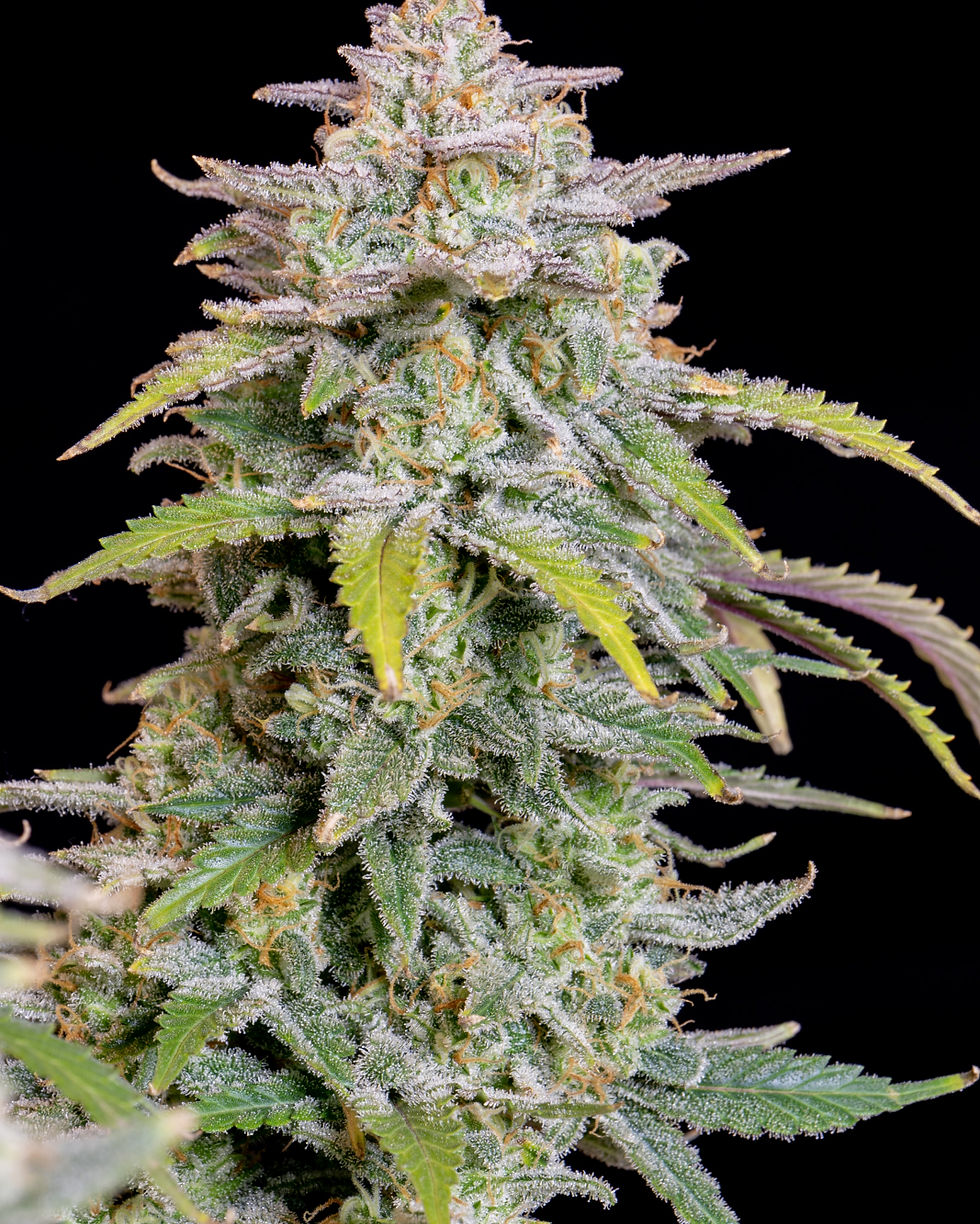 Thumbnail: Forbidden Runtz Auto Feminised By Fast Buds