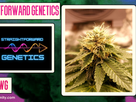 Chemdawg By Straightforward Genetics