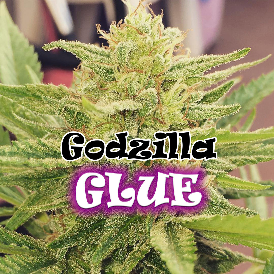 Godzilla Glue Feminised by Dr Underground