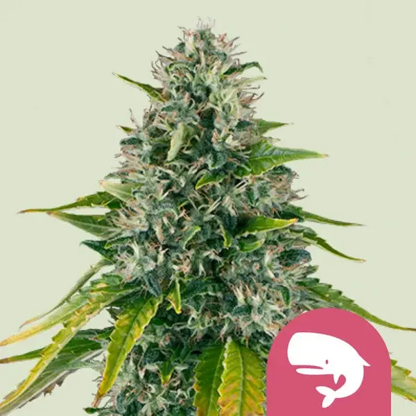 Royal Moby Feminised by Royal Queen Seeds
