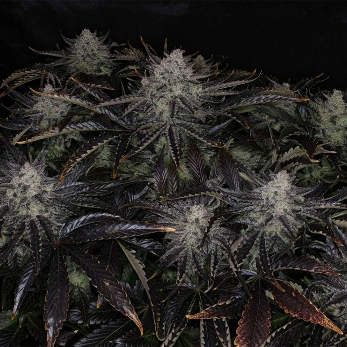 Thumbnail: Chemmy Powers Auto By Night Owl Seeds