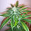 Thumbnail: Honey Gas Feminised by Old School Genetics