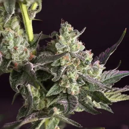 Thumbnail: Candy bubatz XL Feminised By Dutch Passion