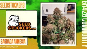 Sagrada Amnesia by Seedstockers