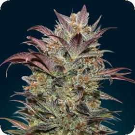 Auto Chocolate Cream By 00 Seeds