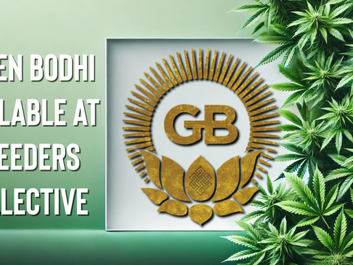 Green Bodhi Seeds Availible At Breeders Collective Cannabis Seed Bank