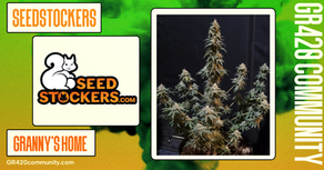 Granny's Home Feminised By Seedstockers