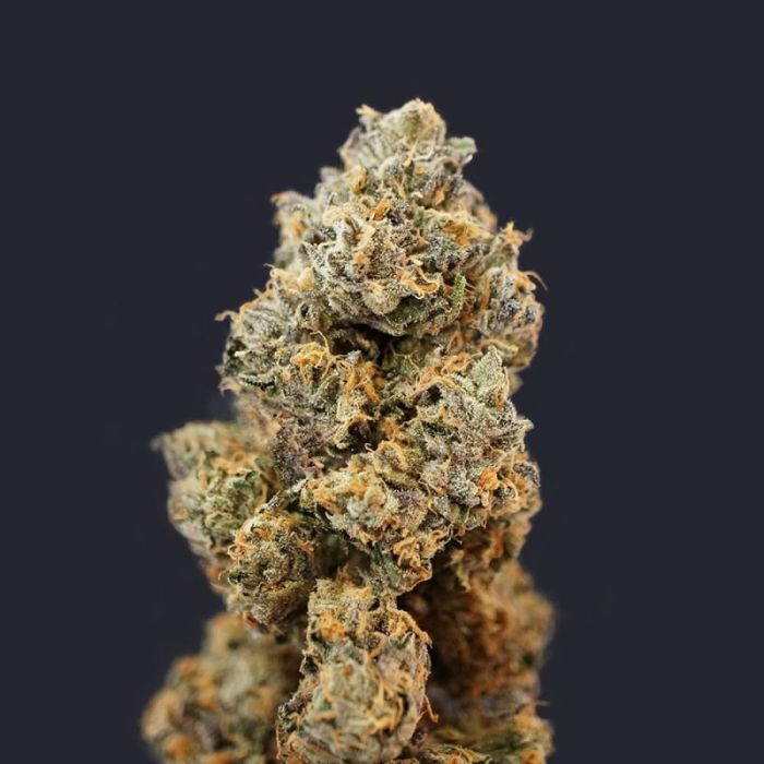 Thumbnail: French Macaron - Gelato 33 x French Cookies Feminsied by T.H.Seeds
