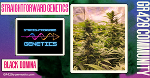 Black Domina By Straightforward Genetics