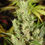 Thumbnail: Amnesia Haze Feminised by Soma Seeds