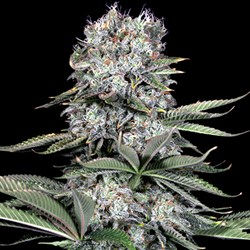 Runtz 13 Femininsed by G13 Labs