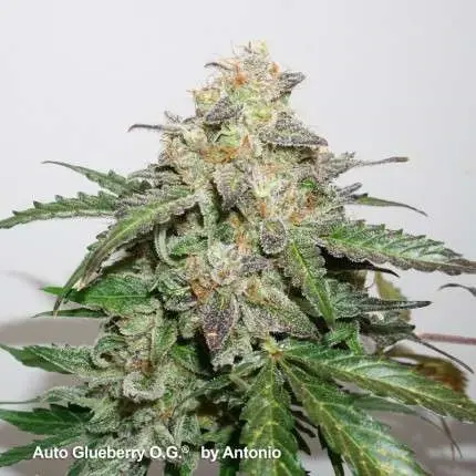 Thumbnail: Auto Glueberry OG Feminised By Dutch Passion