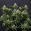 Thumbnail: Wedding Cheesecake Fast Flowering Feminised By Fast Buds