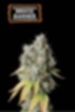 Bruce Banner Auto Feminised By Seedstockers