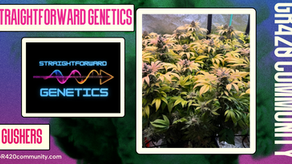 Gushers By Straightforward Genetics