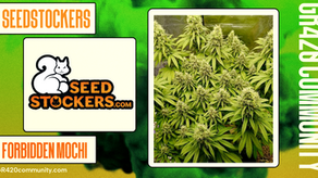 Forbidden Mochi By Seedstockers