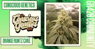 Orange Runtz Cake By Conscious Genetics