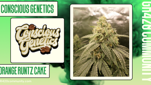 Orange Runtz Cake By Conscious Genetics
