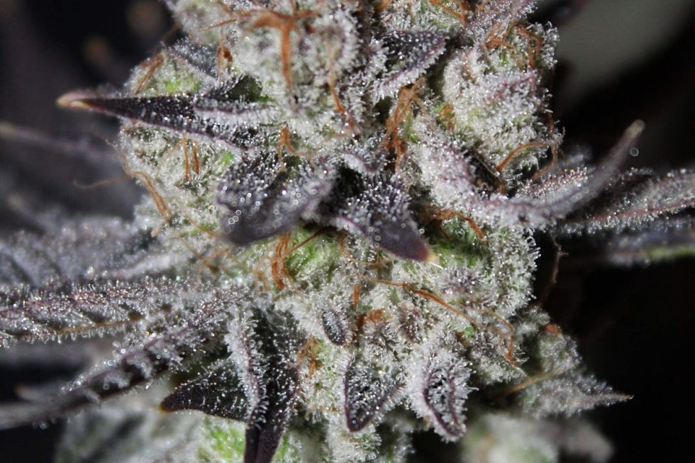 Thumbnail: Tropicana Cookies FF (Fast Flowering) Feminised By Fast Buds